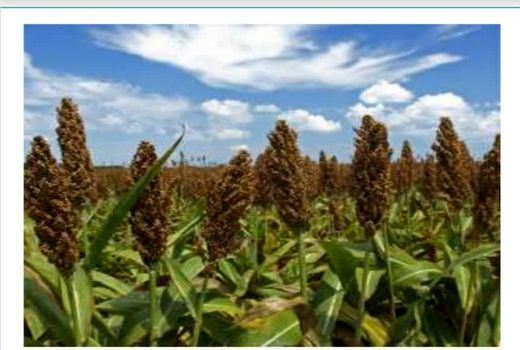 تصویب یارانه مصرف نهاده سورگوم