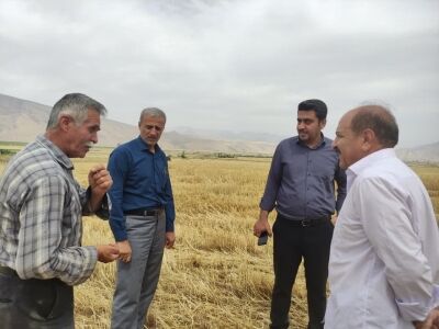 رشد 200 درصدی خرید گندم در ایذه