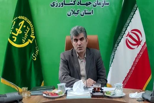 نشاء برنج در ۲۳۳ هزار هکتار از شالیزارهای گیلان انجام شد