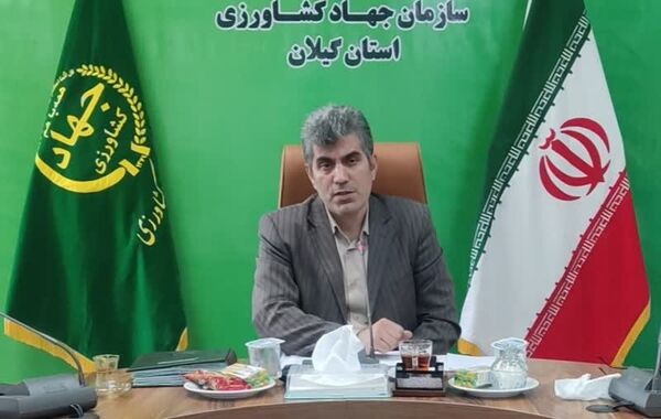 نشاء برنج در ۲۳۳ هزار هکتار از شالیزارهای گیلان انجام شد
