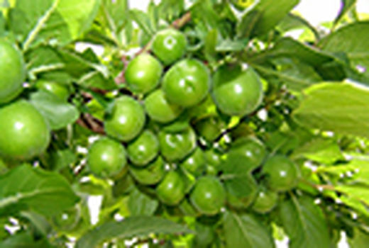 یک هزار و ۵۸۰ تن گوجه سبز در استان قزوین برداشت می‌شود