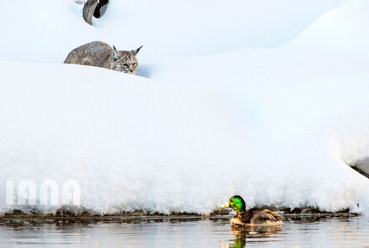 برکه‌ای در پارک ملی یلواستون 