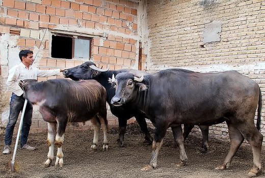 تولید ۹۰ درصد اسپرم مورد نیاز گاومیش‌های کشور در آذربایجان شرقی  