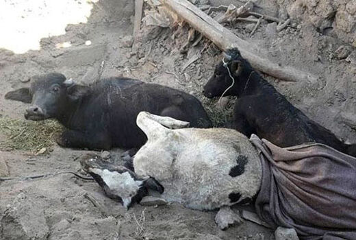 حضور به موقع دامپزشکی در شهرستانهای میانه و سراب جهت جلوگیری از شیوع بیماریهای عفونی در منطقه زلزله زده