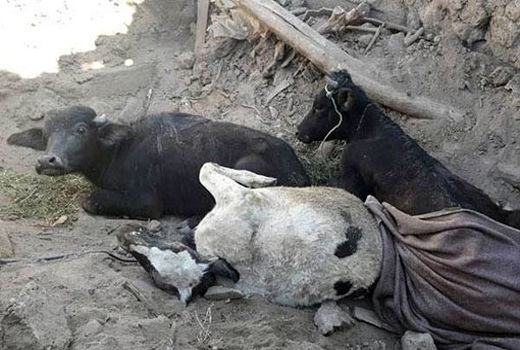 حضور به موقع دامپزشکی در شهرستانهای میانه و سراب جهت جلوگیری از شیوع بیماریهای عفونی در منطقه زلزله زده