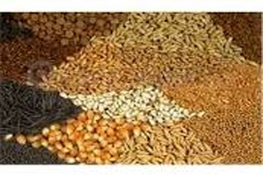 تأمین ده هزار تُن بذر غلات در خراسان شمالی