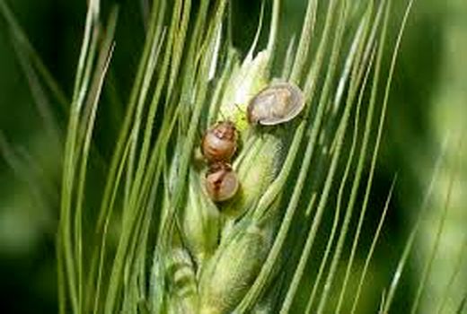 مبارزه با پوره سن غلات در مزارع کشاورزی شهرستان البرز آغاز شد