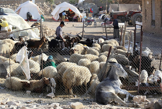 اعزام تجهیزات دامپزشکی برای دام‌داری‌های زلزله‌زده