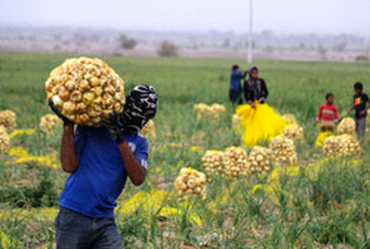 توسعه زیرساخت‌های کشاورزی با اعتبار ۲ هزار میلیارد تومانی دولت تدبیر و امید/ تولید ۲.۹ میلیون تن محصولات کشاورزی در هرمزگان