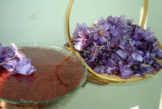 پیش‌بینی در آمدزایی بالغ بر ۲۶۰ میلیون تومان از مزارع زعفران شهرستان ماهنشان