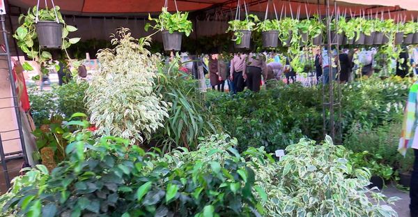 افتتاح دومین نمایشگاه داخلی گل و گیاه در پاکدشت