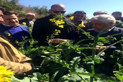 افزایش 60 درصدی برداشت کلزا نسبت به سال گذشته در خوزستان