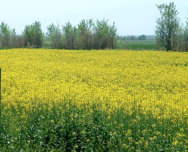 کشت کلزا در مزارع کشاورزی شهرستان آبیک آغاز شد