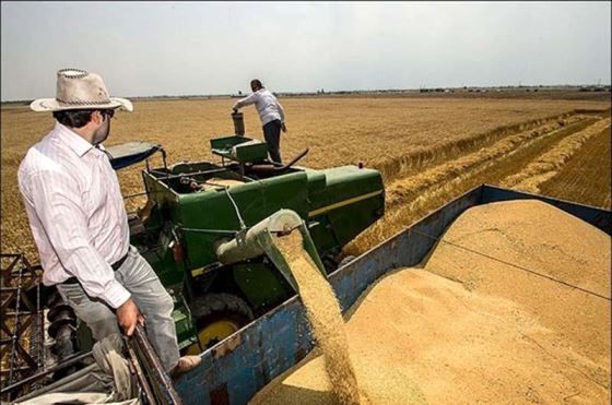 پیش بینی برداشت بیش از 30 هزار تن گندم