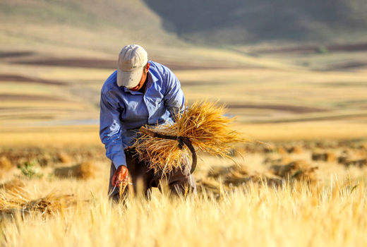 افزایش ضریب نفوذ دانش و توانمندسازی بهره‌برداران بخش کشاورزی