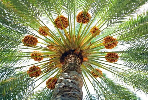 برداشت بیش از 75 هزار تن خرما از نخلستان‌های شهرستان بم