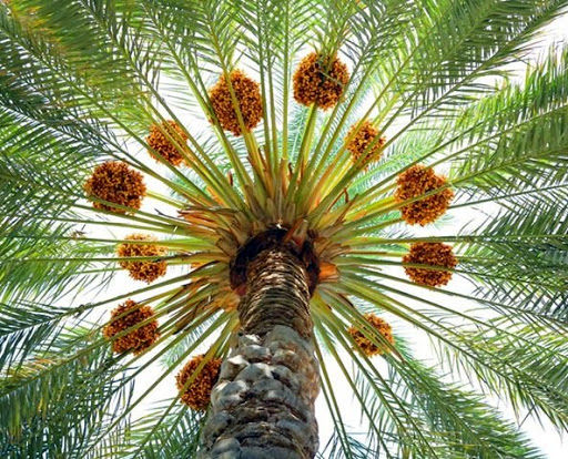 برداشت بیش از 75 هزار تن خرما از نخلستان‌های شهرستان بم