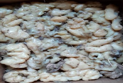 برداشت آنغوزه از مزارع دیم نی ریز آغاز شد 