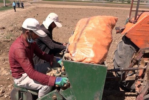 آغاز کشت سیب زمینی در مزارع شهرستان فریدن