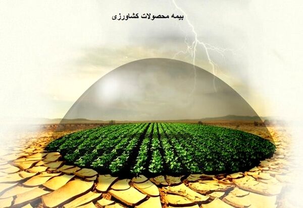 کاهش روند بیمه‌گری محصولات  کشاورزی در آذربایجان‌غربی