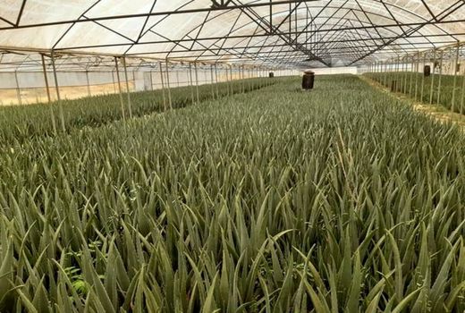 تولید سه هزار تن آلوئه‌ورا در گلخانه‌‌های استان قزوین