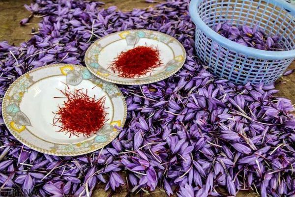 استان اصفهان دارای رتبه چهارم کشوری در سطح زیر کشت زعفران است