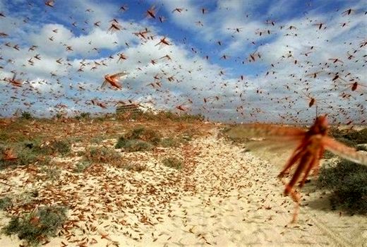  ‌موج جدیدی از هجوم ملخ‌های صحرایی از عربستان و شاخ آفریقا به بوشهر
