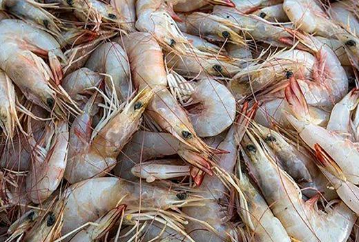 احتمال تاثیر شیوع AHPND بر صادرات میگو در برخی بازارهای هدف