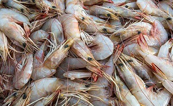 احتمال تاثیر شیوع AHPND بر صادرات میگو در برخی بازارهای هدف