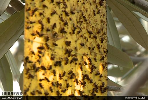 کنترل آفات مگس زیتون و مگس مدیترانه‌ای