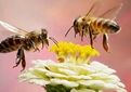 پروبیوتیک بومی زنبور؛ کاهش ۸۲ درصد بیماری نوزما