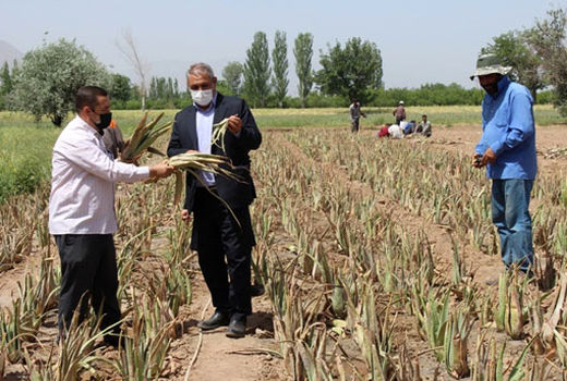 کشت آلوئه‌ورا در سطح یک هکتار در روستای فارفار شهرستان مرند
