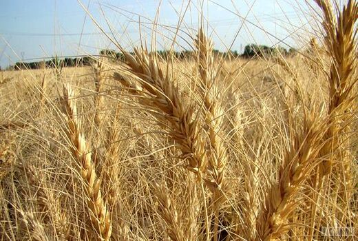 گرمای همدان، خطر زنگ گندم را از بین برد