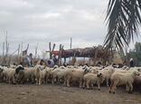 آغاز واکسیناسیون یک میلیون و ۲۰۰ هزار راس دام سبک در سیستان و بلوچستان