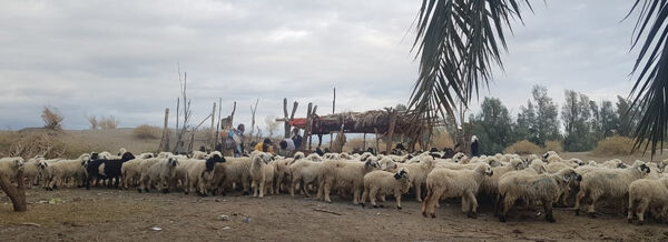 آغاز واکسیناسیون یک میلیون و ۲۰۰ هزار راس دام سبک در سیستان و بلوچستان