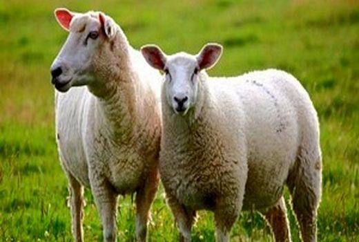 اجرای طرح سنتز نژادی در گله‌های دام سبک عشایر