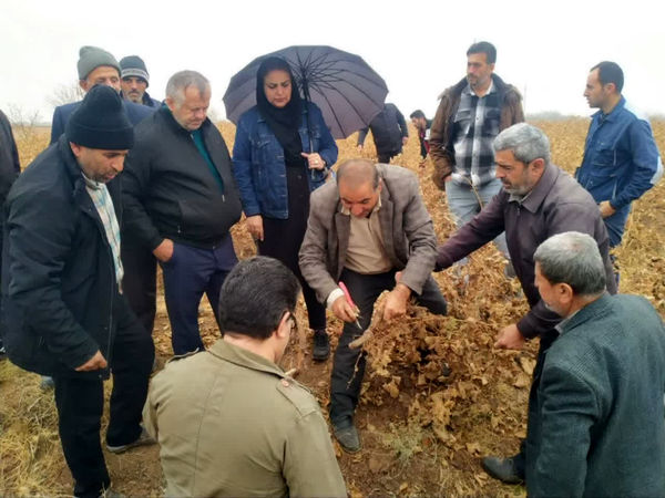 تحقق ۱۰۹ درصدی آموزش‌های مهارتی کشاورزی در شهرستان قزوین