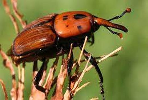 تامین امنیت غذایی در خرمشهر با پایش عوامل قرنطینه ای