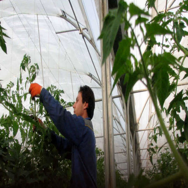 ایجاد یک هزار و 805 فرصت شغلی در زیربخش‌های کشاورزی استان قزوین