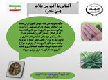 آشنایی با آفت سن مادر در اراضی کشاورزی شهرستان قزوین