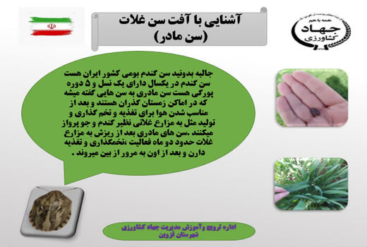 آشنایی با آفت سن مادر در اراضی کشاورزی شهرستان قزوین