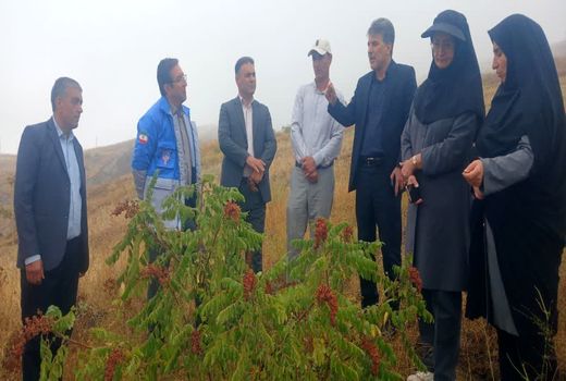 تاکید بر ایجاد صنایع فرآوری سماق برای تکمیل زنجیره ارزش و اشتغال پایدار