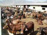 60 واحد قرنطینه دامی کار نظارت در مرزهای سیستان‌وبلوچستان را برعهده دارند