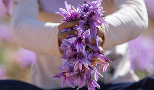 از طلوع سپیده دم تا تولید طلای سرخ
