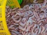 استفاده از شرکت‌های دانش‌بنیان جهت ارتقای بهره‌وری مزارع پرورش میگو