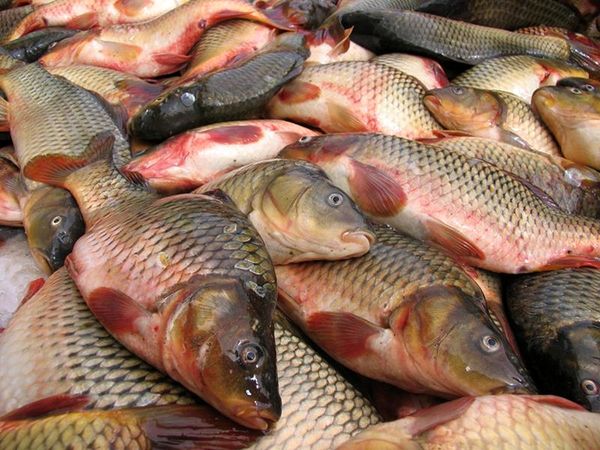 ترویج پرورش ماهیان گرمابی در استخرهای ذخیره آب کشاورزی بهبهان