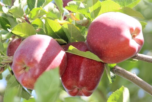 آغاز برداشت متفاوت ترین وخوش عطرترین  سیب آذربایجان شرقی از باغات شهر زنوز