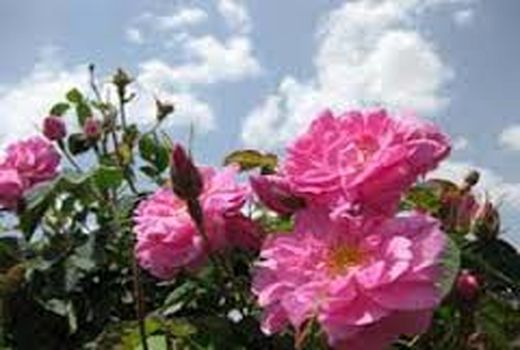 برداشت گل محمدی از سطح 200 هکتار گلستانهای گل محمدی در شهرستان بافت 