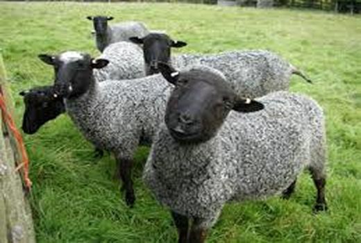 آمیخته‌گری اصولی مهمترین روش اصلاح نژادی گوسفندان  در کشور است