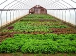 مساحت گلخانه‌های کشور به بیش از 48 هزار هکتار افزایش می‌یابد
